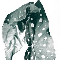 Image 3 of Affiche Riso — Bégonia #1 —  A3