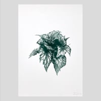Image 1 of Affiche Riso — Bégonia #3 —  A3