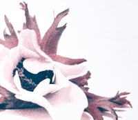 Image 3 of Affiche Riso — Anémone #2 — A3