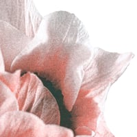 Image 2 of Affiche Riso — Anémone #1 — A3