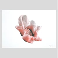 Image 1 of Affiche Riso — Anémone #1 — A3