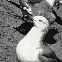 Image 2 of LOCAL GULLS