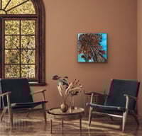 Image 3 of Looking Up