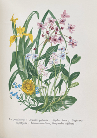 Image 5 of The Native Garden by Robert Gathorne-Hardy