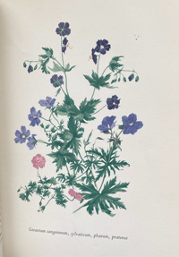 Image 7 of The Native Garden by Robert Gathorne-Hardy