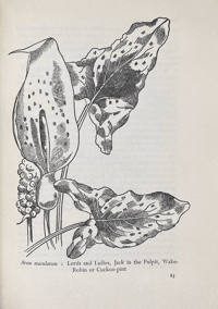 Image 8 of The Native Garden by Robert Gathorne-Hardy