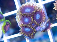 Frozen Hornet 3 polyps