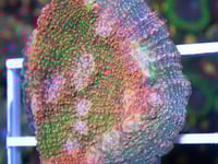 SF Jupiters Hurricane Chalice 3 eyes