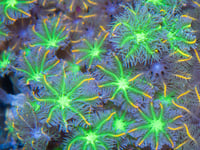 SF Firework Cloves 3 polyps