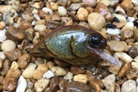 Image 3 of Custom Airbrushed S-CRANK 1.5 Squarebill Crankbait 6177