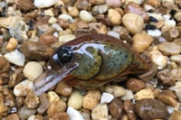 Image 2 of Custom Airbrushed S-CRANK 1.5 Squarebill Crankbait 6177