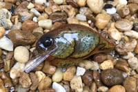 Image 1 of Custom Airbrushed S-CRANK 1.5 Squarebill Crankbait 6177