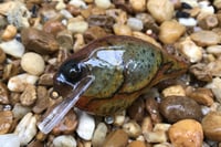 Image 4 of Custom Airbrushed S-CRANK 1.5 Squarebill Crankbait 6177