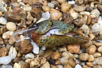 Image 5 of Custom Airbrushed S-CRANK 1.5 Squarebill Crankbait 6177