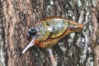 Image 10 of Custom Airbrushed S-CRANK 1.5 Squarebill Crankbait 6177