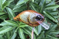 Image 6 of Custom Airbrushed S-CRANK 1.5 Squarebill Crankbait 6177