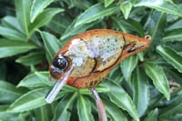 Image 7 of Custom Airbrushed S-CRANK 1.5 Squarebill Crankbait 6177