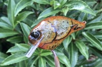 Image 9 of Custom Airbrushed S-CRANK 1.5 Squarebill Crankbait 6177