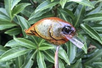 Image 8 of Custom Airbrushed S-CRANK 1.5 Squarebill Crankbait 6177