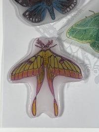 Image 2 of Moth and Butterfly Magnets - Set 3