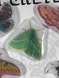 Image 3 of Moth and Butterfly Magnets - Set 3