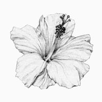 Hibiscus Art Print