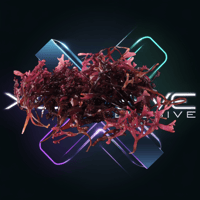 Image 3 of Chondracanthus Chamissoi Sea Moss Powder (Organic) – 4oz 