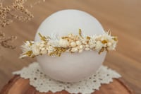  Newborn/Sitter Halo 204