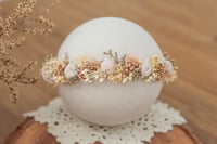 Newborn/Sitter Halo 226