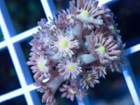 Peacock Gonipora 10 polyps
