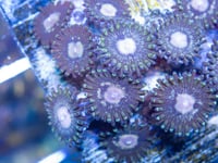 Queen Krak 4 polyps