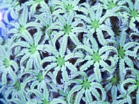 Lazy Daisy Pipe Organ 10 polyps