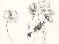 Welsh poppies no. 4