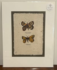 Image 3 of Joanna Gair Butterflies