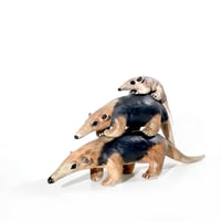 Image 1 of Anteater Tamandua Family Stack
