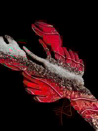 Image 2 of Maine Squeeze