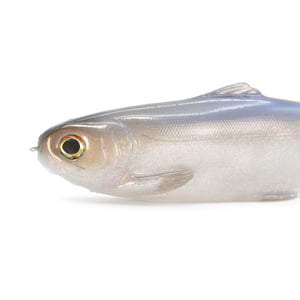 Image of Tyrant 10 ( DIAMOND JOYTHIEF )