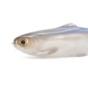 Image of Tyrant 8 ( DIAMOND JOYTHIEF )