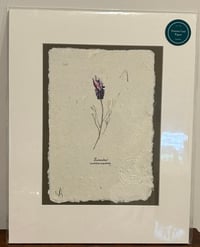 Image 3 of Joanna Gair Lavender