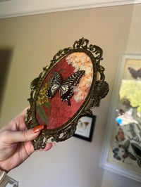 Image 2 of Asian Swallowtail Antique Frame