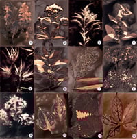 Lye Valley Phytograms