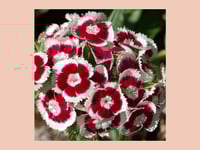 Image 2 of SAATGUT Holborn Glory Sweet William (Bartnelke)