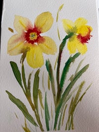 Daffodil 