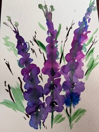 Delphinium 