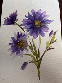 Aster