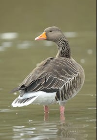 Image 1 of The Anser