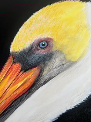 170. Pelican-original painting