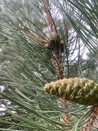 Image 4 of Yule Perfume (Fir Absolute, Scotch Pine, Balsam of Peru)