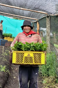 Image 1 of Kolumbien - Santa Barbara / Area 18 - Washed Striped Red Bourbon - Filter