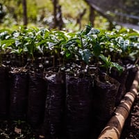 Image 4 of Kolumbien - Santa Barbara / Area 18 - Washed Striped Red Bourbon - Filter